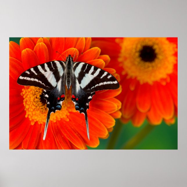 Poster Uma borboleta-de-cauda-zebra (Frente)