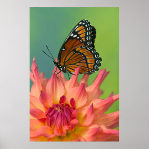 Poster Uma borboleta do vice-rei em um Zinnia