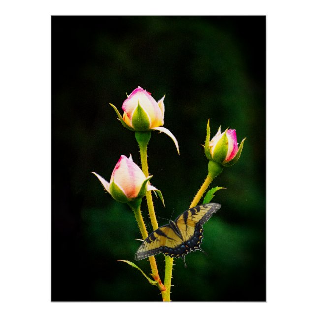Póster Uma borboleta e rosas (Frente)