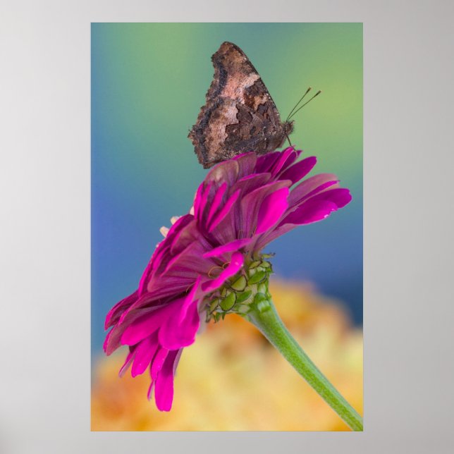 Poster Uma borboleta | Papilio Multicaudatus (Frente)