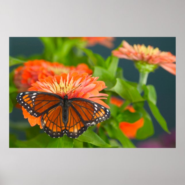 Poster Uma Borboleta Viceroy em Zinnias Laranja (Frente)