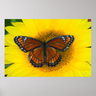 Poster Uma Borboleta Vicerrei Limenitis Archippus