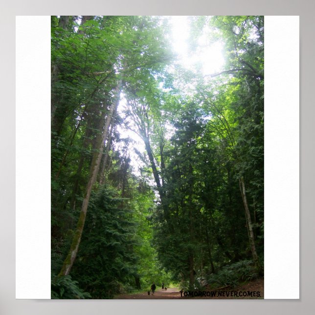 Póster Uma Caminhada Na Floresta (Frente)