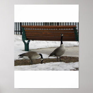 Póster Uma caminhada no parque