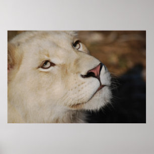 Póster Uma cara delicada África do Sul do leão