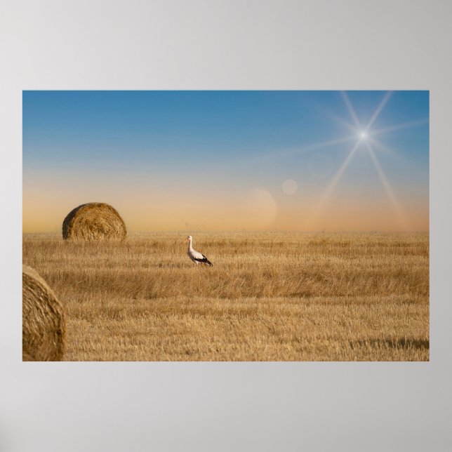 Poster Uma cegonha-branca  (Frente)