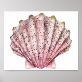 Poster Uma concha de invertebrado rosa