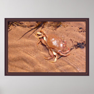 Poster Uma costa dura