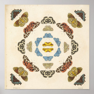 Póster Uma descrição rara das borboletas e das traças