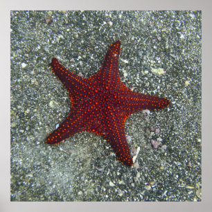 Poster Uma estrela do mar vermelha   Galápagos, Equador