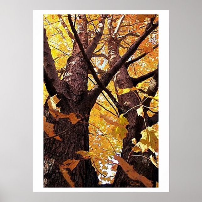 Póster Uma exibição de troncos de árvore (Frente)