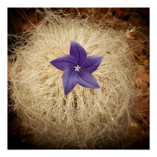 Póster Uma flor