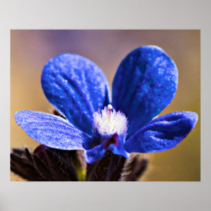 Póster Uma flor azul