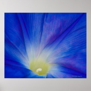 Poster Uma flor azul da corriola