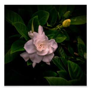 Póster Uma flor branca delicada floresce