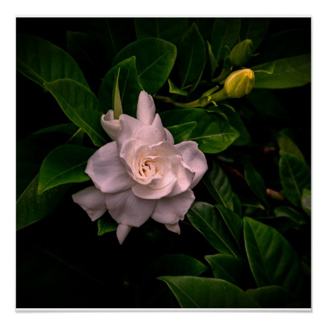 Póster Uma flor branca delicada floresce (Frente)