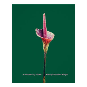 Póster Uma flor de lírio-voodoo