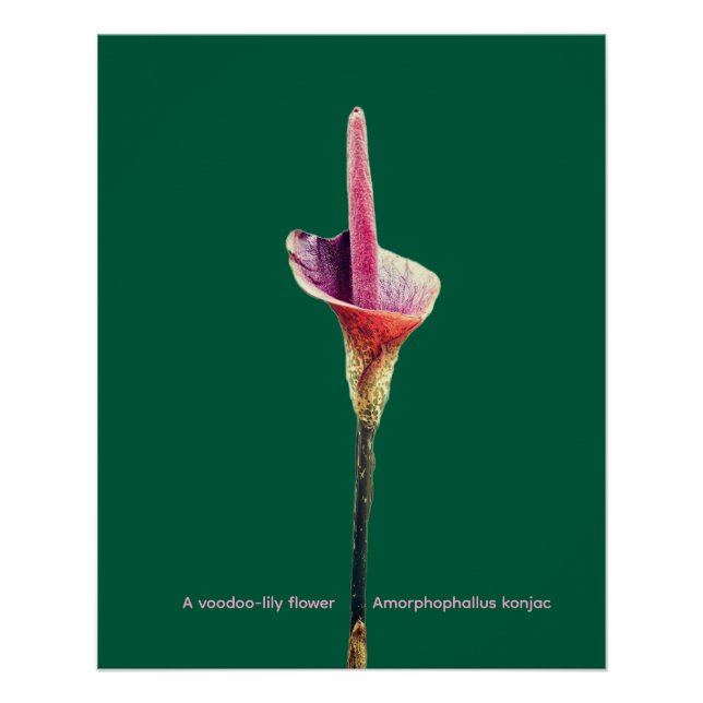 Póster Uma flor de lírio-voodoo (Frente)