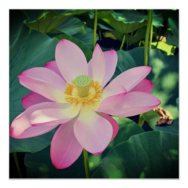 Póster Uma flor de lótus vibrante (Frente)