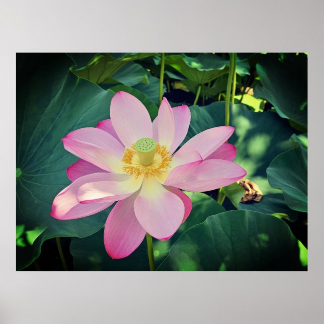 Poster Uma flor de lótus vibrante (Frente)