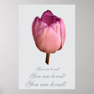 Poster Uma flor de tulipa