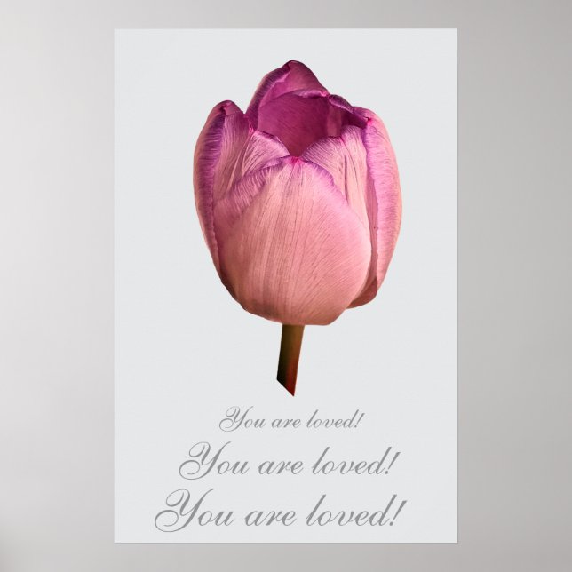 Poster Uma flor de tulipa (Frente)