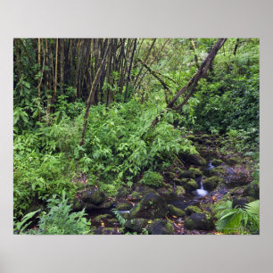 Poster Uma floresta tropical inclui samambaias, um