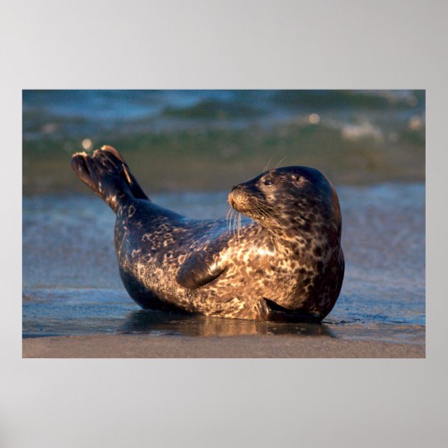 Póster Uma foca bebê levantando a cauda (Frente)