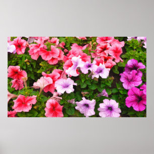 Poster Uma foto da natureza é uma bela flor de petúnia. P