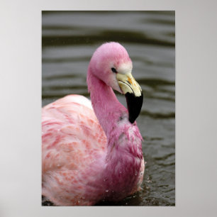 Póster Uma foto prisioneira de um flamingo andino