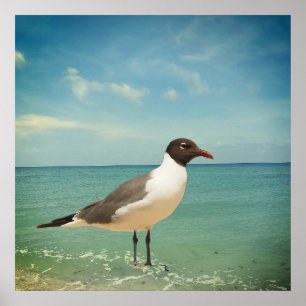 Poster Uma gaivota