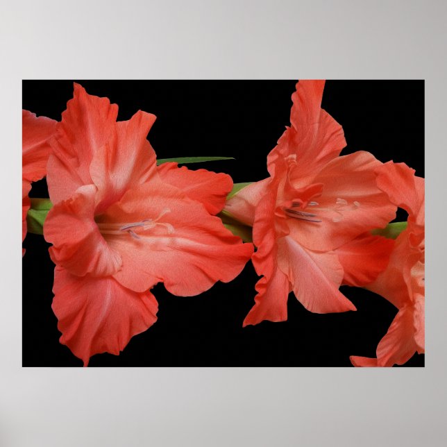 Poster uma gladiola rosa (Frente)