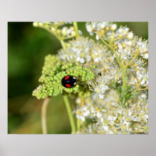 Poster Uma joaninha preta com manchas vermelhas