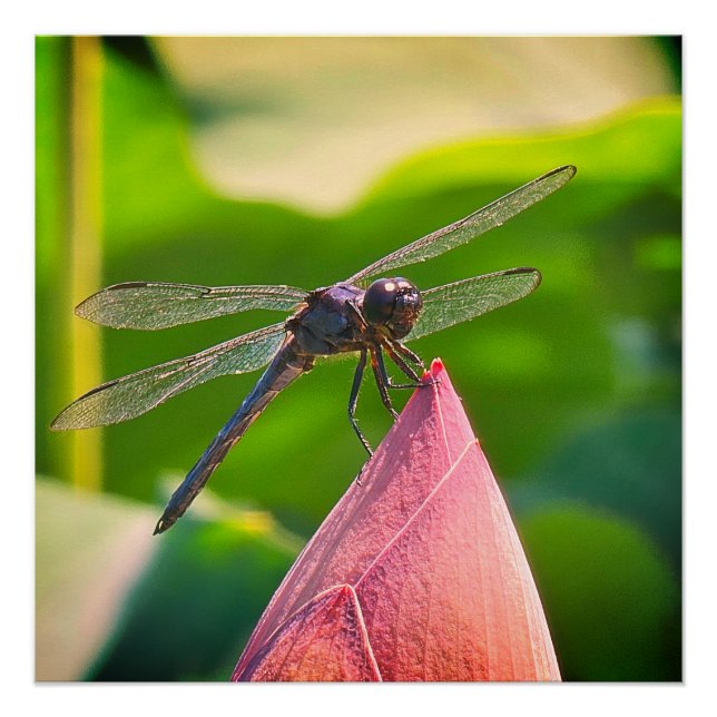 Póster Uma libélula Slaty Skimmer (Frente)