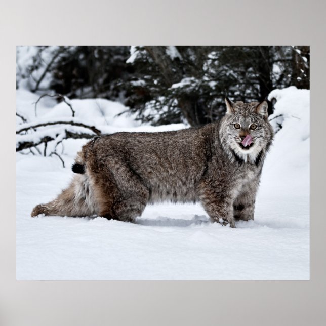 Poster Uma Lynx canadense faminto na neve (Frente)