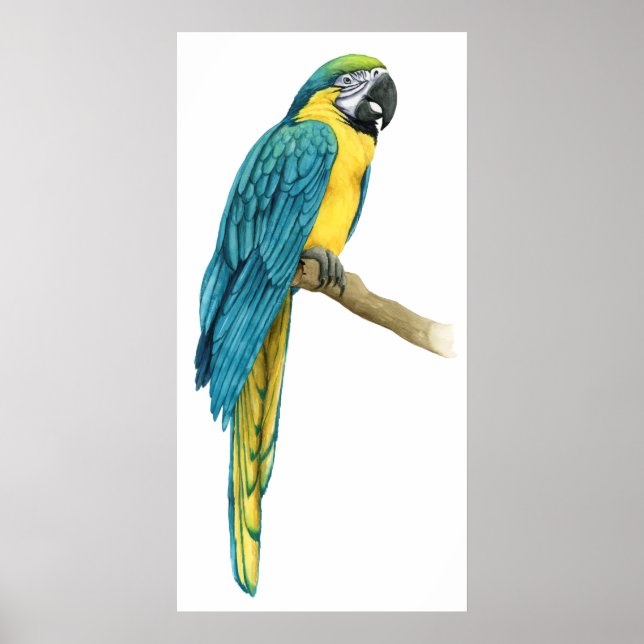Poster Uma Macaw Teal (Frente)