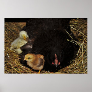 Poster Uma mãe e seus Pintinhos