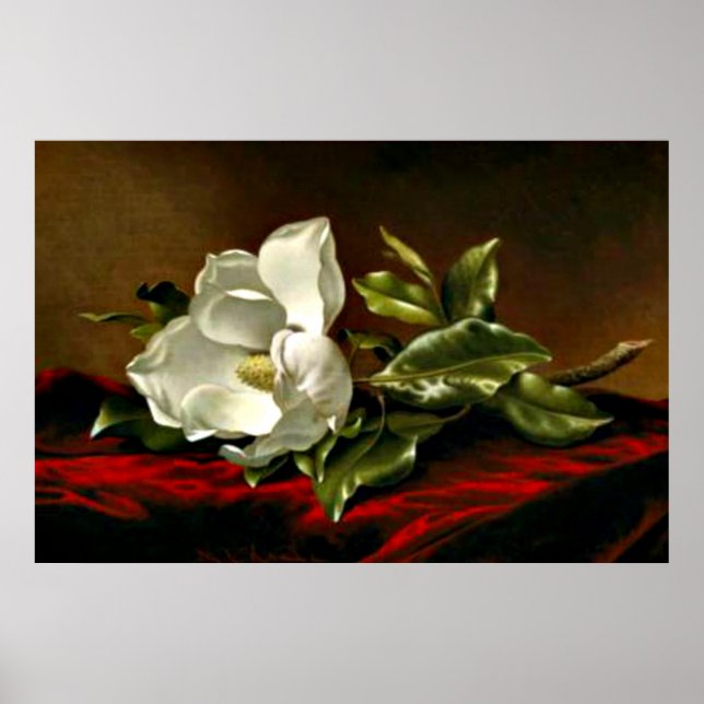 Poster Uma Magolia no Veludo Vermelho (Frente)