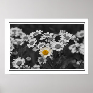 Póster Uma margarida especial