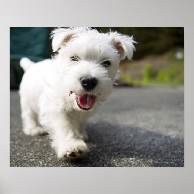 Póster Uma mulher de dez semanas, West Highland terrier (Frente)