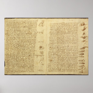 Póster Uma página do códice Leicester, 1508-12