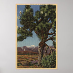 Póster Uma palma de Joshua na flor no deserto