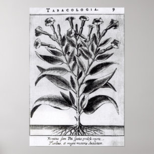 Póster Uma planta de tabaco, 1622
