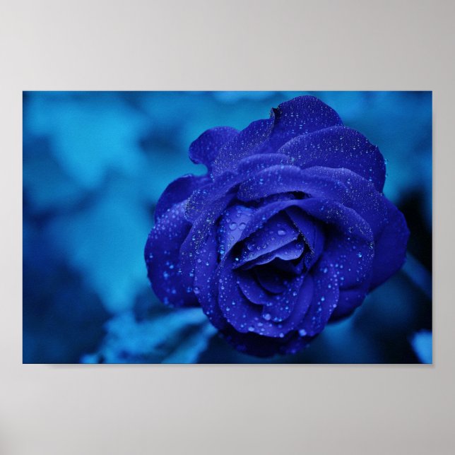 Poster Uma Rosa em Névoa Azul (Frente)