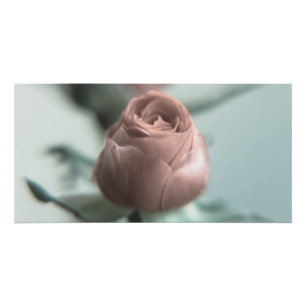 Póster Uma Rosa Rosa para a sua Querida...