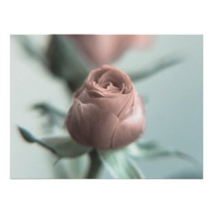 Póster Uma Rosa Rosa Rosa Rosa para a tua querida...