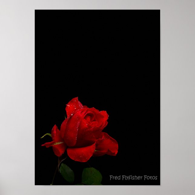 Póster Uma Rosa vermelha (Frente)