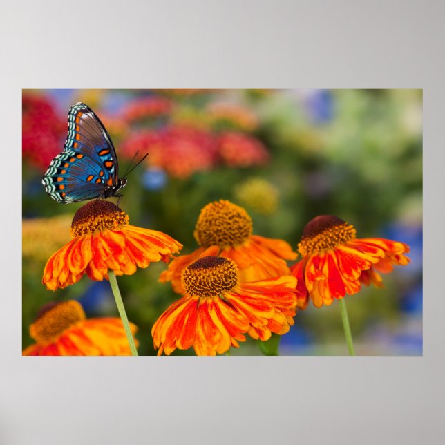 Poster Uma Spicebush Swallowtail, Papilio troilus (Frente)