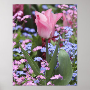 Póster Uma tulipa nos Jardins de Luxemburgo, Paris, Franç