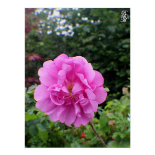 Póster Uma Única Flor Rosa